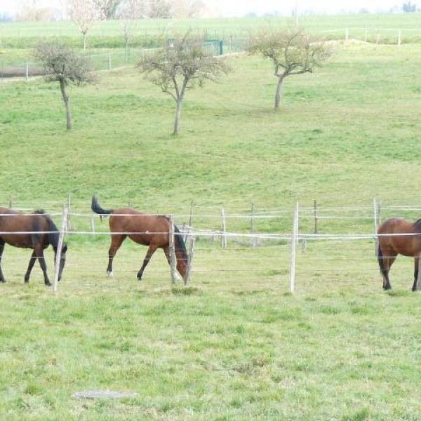 Chevaux au Lavoir